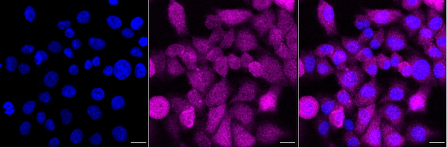 CD16 Antibody in Immunocytochemistry (ICC/IF)