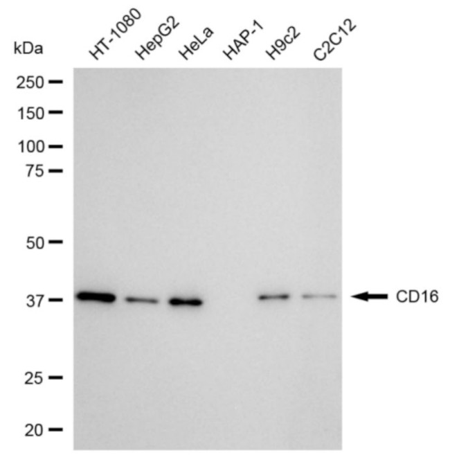 CD16 Antibody in Western Blot (WB)
