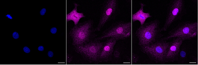 GMNN Antibody in Immunocytochemistry (ICC/IF)