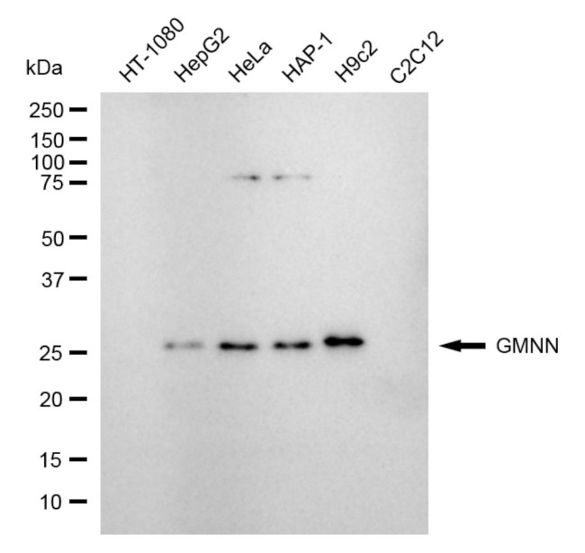 GMNN Antibody in Western Blot (WB)