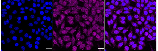 Histone H2B Antibody in Immunocytochemistry (ICC/IF)