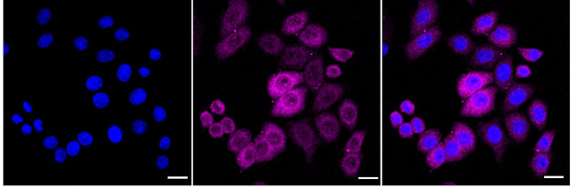 HSPA1A Antibody in Immunocytochemistry (ICC/IF)
