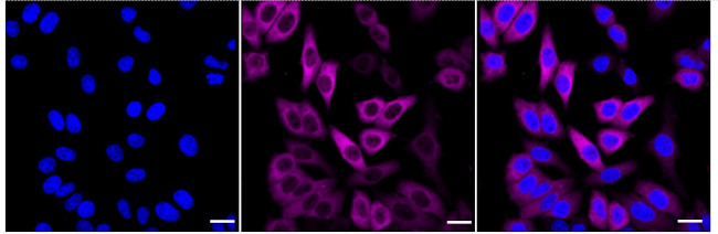 HSP70 Antibody in Immunocytochemistry (ICC/IF)