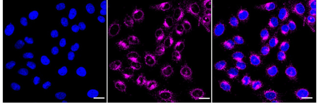 IFITM3 Antibody in Immunocytochemistry (ICC/IF)
