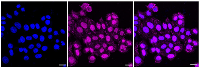 MSP Antibody in Immunocytochemistry (ICC/IF)