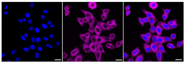MALT1 Antibody in Immunocytochemistry (ICC/IF)