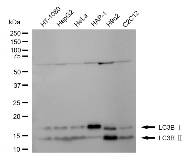LC3B Antibody in Western Blot (WB)