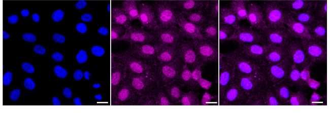 MARK3 Antibody in Immunocytochemistry (ICC/IF)