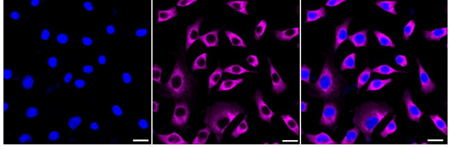 MAS1L Antibody in Immunocytochemistry (ICC/IF)