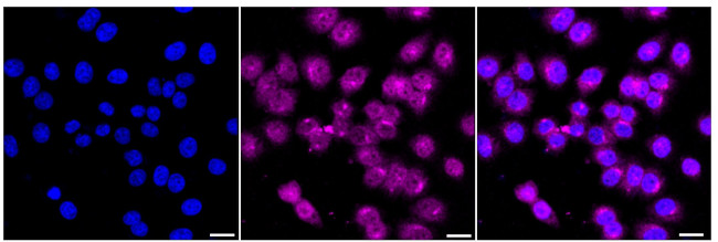 MEIS1 Antibody in Immunocytochemistry (ICC/IF)