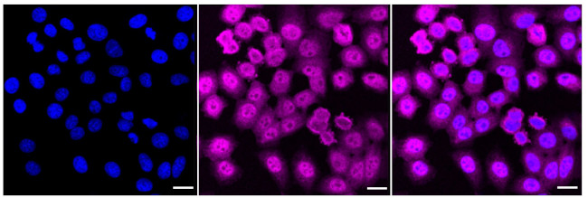 MAT2A Antibody in Immunocytochemistry (ICC/IF)