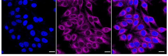 MGST1 Antibody in Immunocytochemistry (ICC/IF)
