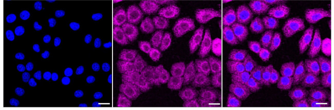 MAD1 Antibody in Immunocytochemistry (ICC/IF)