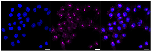 c-Mpl Antibody in Immunocytochemistry (ICC/IF)