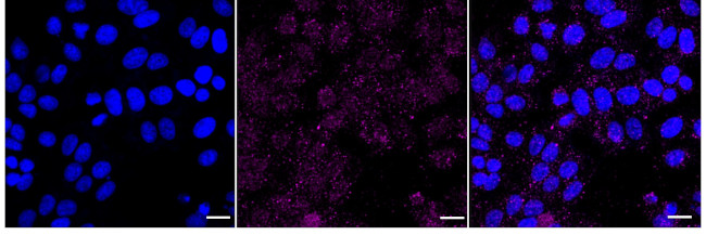 MS4A14 Antibody in Immunocytochemistry (ICC/IF)