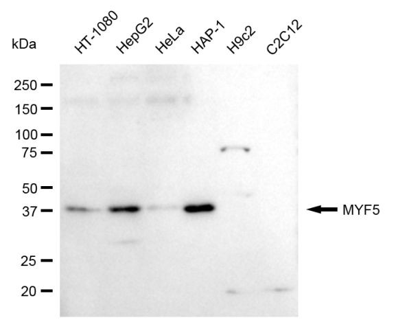 MYF5 Antibody in Western Blot (WB)