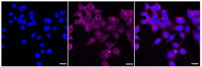 MYO7A Antibody in Immunocytochemistry (ICC/IF)
