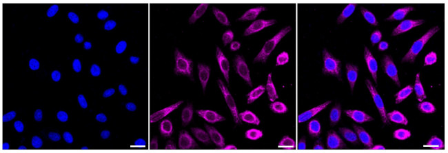 NCK2 Antibody in Immunocytochemistry (ICC/IF)
