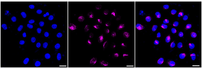 HEC1 Antibody in Immunocytochemistry (ICC/IF)