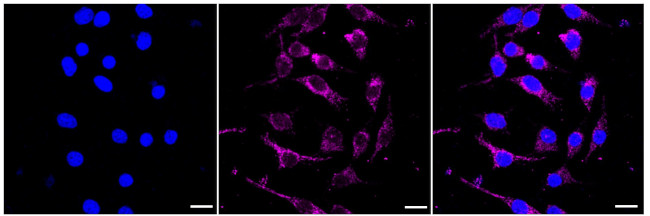 NDUFB4 Antibody in Immunocytochemistry (ICC/IF)