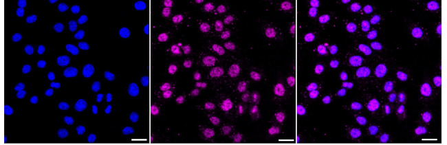 COBRA1 Antibody in Immunocytochemistry (ICC/IF)