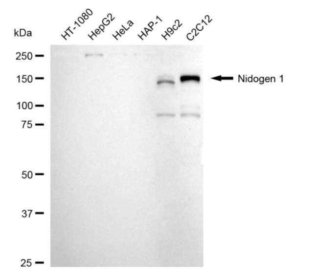 Nidogen Antibody in Western Blot (WB)