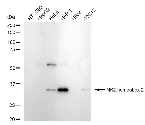 Nkx2.2 Antibody in Western Blot (WB)