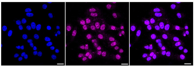 NR5A2 Antibody in Immunocytochemistry (ICC/IF)