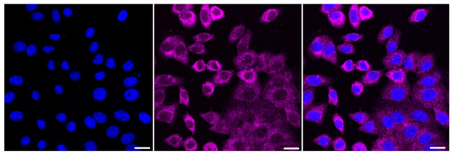 Oxytocin Receptor Antibody in Immunocytochemistry (ICC/IF)