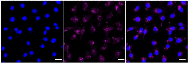 PAF1 Antibody in Immunocytochemistry (ICC/IF)
