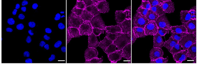 PAG1 Antibody in Immunocytochemistry (ICC/IF)