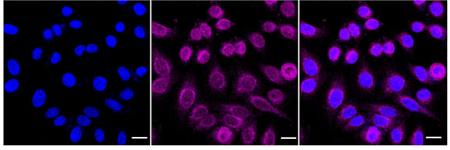 Palladin Antibody in Immunocytochemistry (ICC/IF)