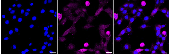 Phospho-p130 (Thr986) Antibody in Immunocytochemistry (ICC/IF)