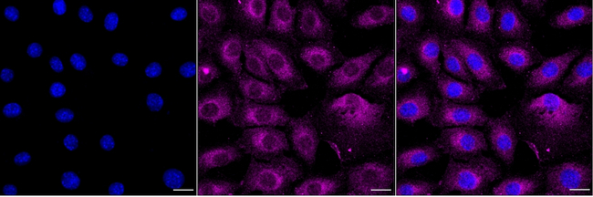 Phospho-PKC Pan (Ser660) Antibody in Immunocytochemistry (ICC/IF)