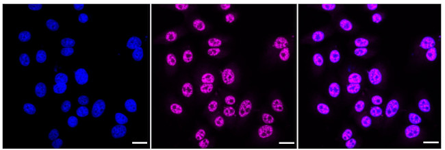 Phospho-PTS (Ser19) Antibody in Immunocytochemistry (ICC/IF)