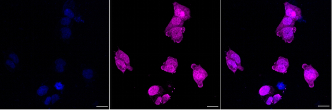 Phospho-SMC1 (Ser957) Antibody in Immunocytochemistry (ICC/IF)