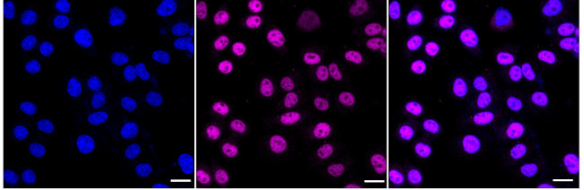 POLD1 Antibody in Immunocytochemistry (ICC/IF)
