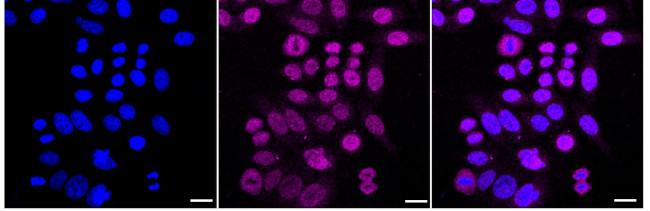 PPCS Antibody in Immunocytochemistry (ICC/IF)