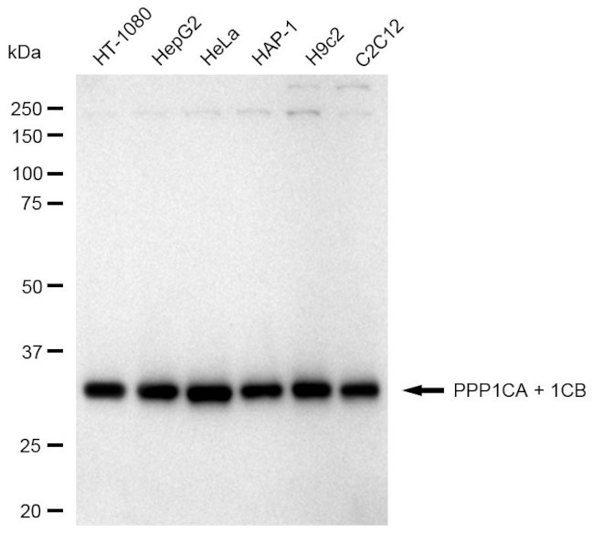 PP1 alpha/beta Antibody in Western Blot (WB)