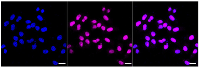 PRPF4 Antibody in Immunocytochemistry (ICC/IF)
