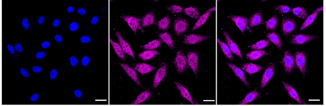 PRC1 Antibody in Immunocytochemistry (ICC/IF)
