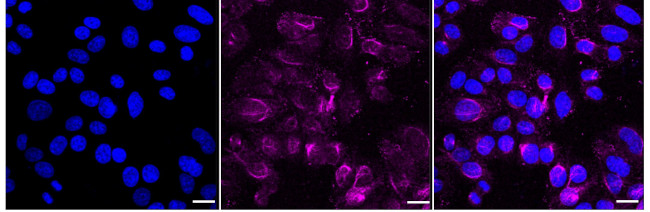 PSMC4 Antibody in Immunocytochemistry (ICC/IF)