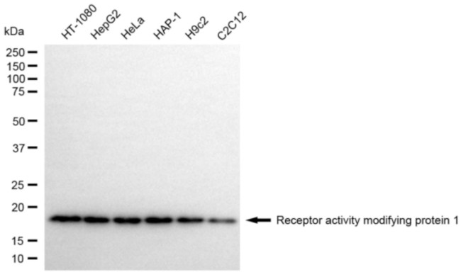 RAMP1 Antibody in Western Blot (WB)