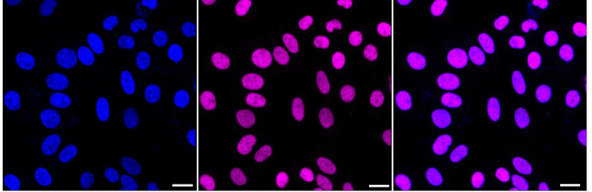 RCC1 Antibody in Immunocytochemistry (ICC/IF)