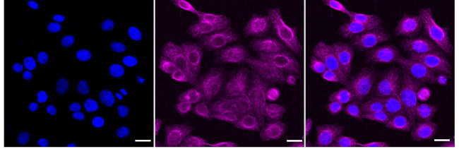 RTN4RL1 Antibody in Immunocytochemistry (ICC/IF)