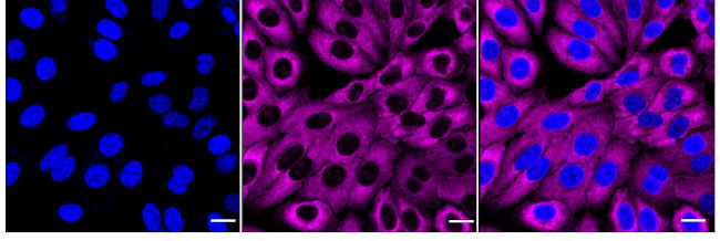 RPS8 Antibody in Immunocytochemistry (ICC/IF)