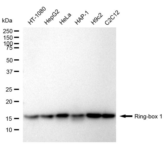 ROC1 Antibody in Western Blot (WB)