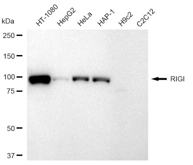RIG-I Antibody in Western Blot (WB)