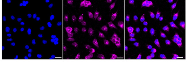 SSX2IP Antibody in Immunocytochemistry (ICC/IF)