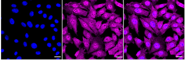 Syndecan 3 Antibody in Immunocytochemistry (ICC/IF)